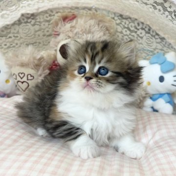 ミヌエット(長足)【千葉県・女の子・2025年9月5日・キャリコ（ふわふわ）】の写真「まる顔可愛い　可愛いお姫様」