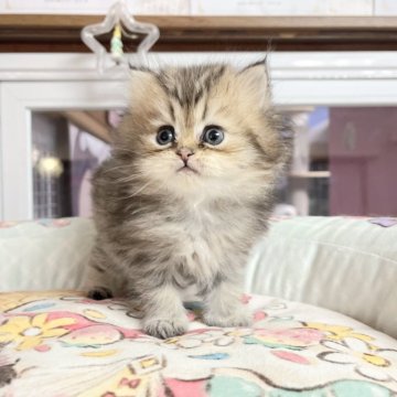 ペルシャ(チンチラ)【千葉県・女の子・2025年10月12日・ゴールデン（ふわふわ）】の写真「ふわふわ　可愛いお姫様」