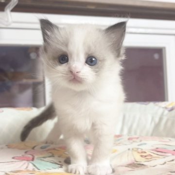 ラグドール【千葉県・女の子・2025年10月28日・シールポイント（ふわふわ）】の写真「まる顔　優しい姫様」