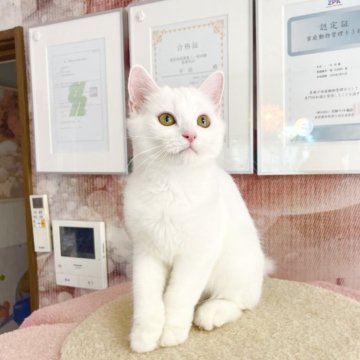 マンチカン(長足)【千葉県・男の子・2025年6月16日・ホワイト（ふわふわ）】の写真「性格が優しい王子」