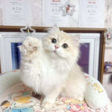 ブリティッシュショートヘア【千葉県・男の子・2025年7月16日・バンビブラッド・ライラックゴールデンシェーデッド（ふわふわ）】の写真「珍しい毛色   優しい性格」