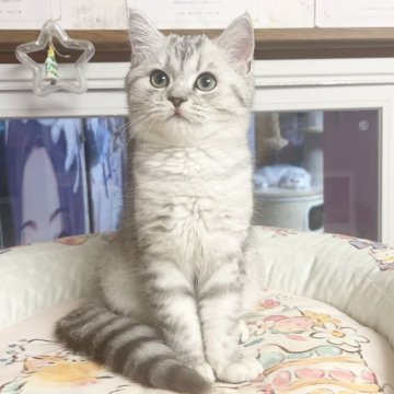 ミヌエット(長足)【千葉県・男の子・2025年8月27日・ブルータビー（ふわふわ）】の写真「まる顔  優しい王子」