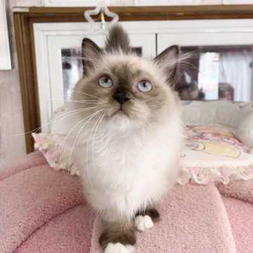 ミヌエット(短足)【千葉県・男の子・2025年8月8日・シールポイント（ふわふわ）】の写真「ゴロゴロして優しい王子」