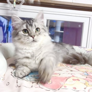 ミヌエット(短足)【千葉県・男の子・2025年7月1日・シルバー（ふわふわ）】の写真「穏やかな性格     遊ぶのが大好き」