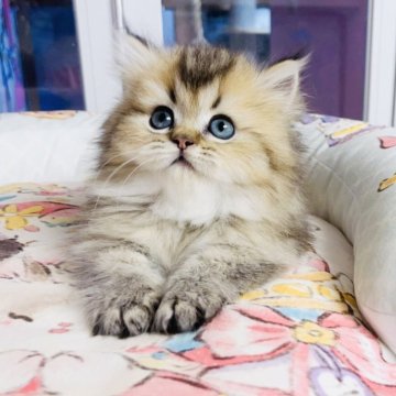 ミヌエット(短足)【千葉県・男の子・2025年8月27日・ブラックゴールデン（ふわふわ）】の写真「ふわふわ被毛   可愛い王子」