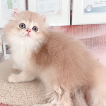 ブリティッシュショートヘア【千葉県・男の子・2025年7月16日・バンビブラッド・ライラックゴールデンシェーデッド（ふわふわ）】の写真「珍しい毛色で、🐻ようなお顔の王子」