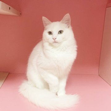 マンチカン(長足)【千葉県・女の子・2025年6月16日・ホワイト（ふわふわ）】の写真「性格が優しいお姫様」