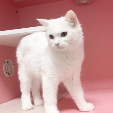 マンチカン(長足)【千葉県・男の子・2025年6月16日・ホワイト（ふわふわ）】の写真「穏やかな王子」