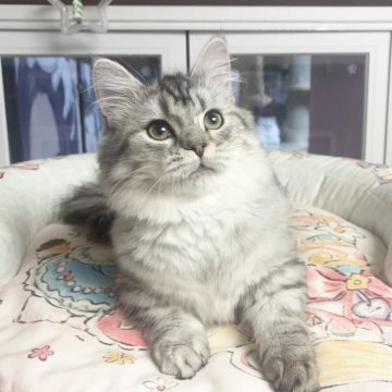 ミヌエット(短足)【千葉県・男の子・2025年7月1日・シルバー（ふわふわ）】の写真「穏やかな性格    遊ぶのが大好き」