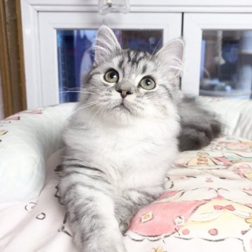 ミヌエット(短足)【千葉県・男の子・2025年7月1日・シルバー（ふわふわ）】の写真「穏やかな性格    遊ぶのが大好き」