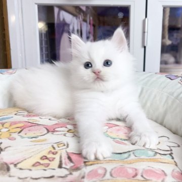 ミヌエット(長足)【千葉県・男の子・2025年10月8日・ホワイト（ふわふわ）】の写真「まる顔　優しい王子」