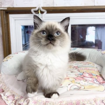 ミヌエット(短足)【千葉県・男の子・2025年8月8日・シールポイント（ふわふわ）】の写真「珍しい被毛  可愛い王子」