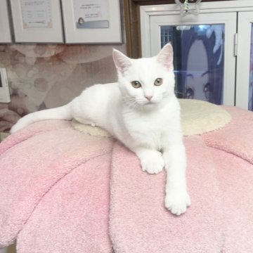マンチカン(長足)【千葉県・男の子・2025年6月16日・ホワイト（ショートヘアー）】の写真「性格が優しい王子　触るとゴロゴロ」
