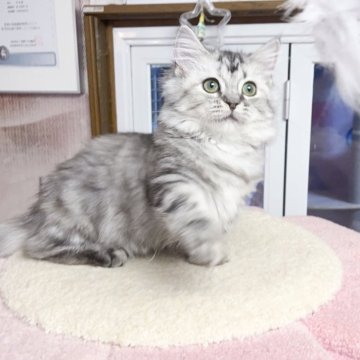 ミヌエット(短足)【千葉県・男の子・2025年7月1日・シルバー（ふわふわ）】の写真「穏やかな性格  遊ぶのが大好き」