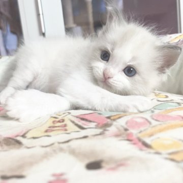 ラグドール【千葉県・男の子・2025年10月28日・シールポイント（ふわふわ）】の写真「ふわふわ優しい王子」