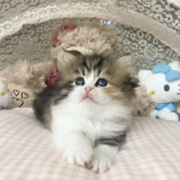 ミヌエット(長足)【千葉県・女の子・2025年9月5日・キャリコ（ふわふわ）】の写真「まる顔　可愛いお姫様」