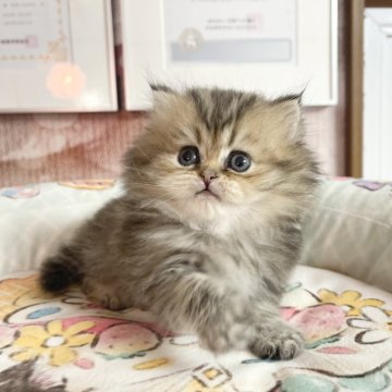 ペルシャ(チンチラ)【千葉県・女の子・2025年10月12日・ゴールデン（ふわふわ）】の写真「ふわふわ　可愛いお姫様」