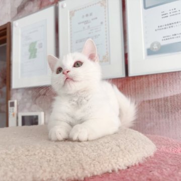 マンチカン(長足)【千葉県・男の子・2025年6月16日・ホワイト（ふわふわ）】の写真「9月キャンペーン中　性格が優しい王子」
