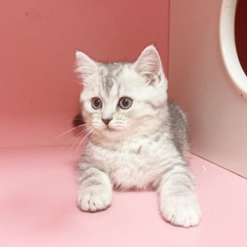 ミヌエット(長足)【千葉県・男の子・2025年8月27日・ブルータビー（ふわふわ）】の写真「大きな目  まる顔    可愛い王子」