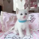 マンチカン(長足)