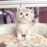 ブリティッシュショートヘア