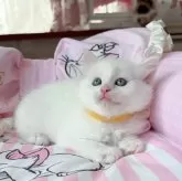 マンチカン(長足)