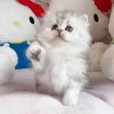 ペルシャ(チンチラ)