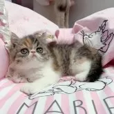 エキゾチックショートヘア