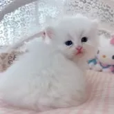 ミヌエット(長足)