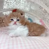 ミヌエット(長足)