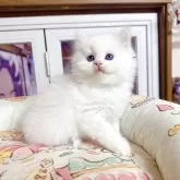 ミヌエット(長足)