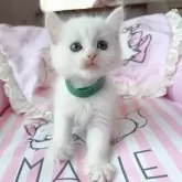 マンチカン(長足)