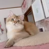 ブリティッシュショートヘア