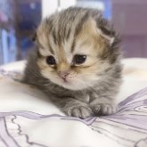 ペルシャ(チンチラ)