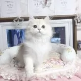 ブリティッシュショートヘア