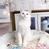マンチカン(長足)
