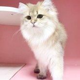 ブリティッシュショートヘア