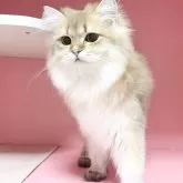 ブリティッシュショートヘア【千葉県・男の子・2025年4月1日・ゴールデン】の写真1