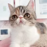 エキゾチックショートヘア