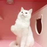 マンチカン(長足)