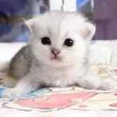 ペルシャ(チンチラ)