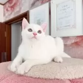 マンチカン(長足)