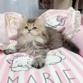 ブリティッシュショートヘア