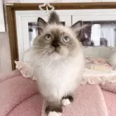 ミヌエット(短足)