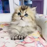 ミヌエット(短足)