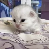 ペルシャ(チンチラ)