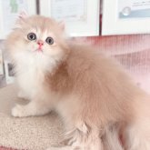 ブリティッシュショートヘア