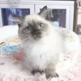 ミヌエット(短足)