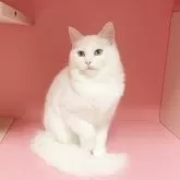 マンチカン(長足)