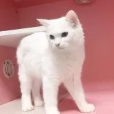 マンチカン(長足)